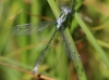 J18_1252 Lestes dryas male